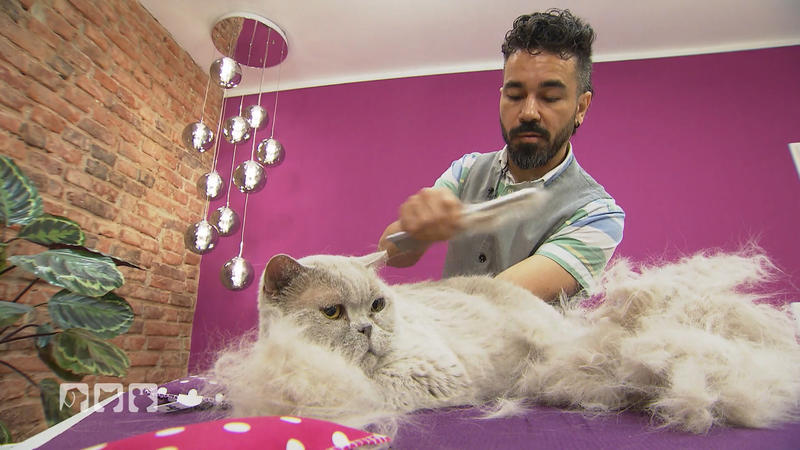 Auch Katzen müssen gebürstet werden