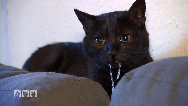 Ein Kater, der nicht mehr richtig fressen möchte
