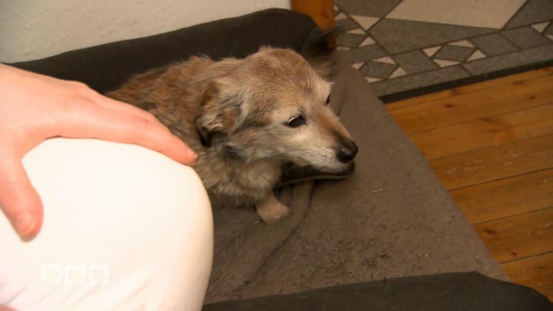 Sorgen um Hundesenior mit Herzproblemen