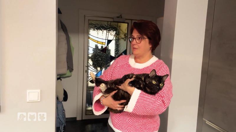 Katze hat Schmerzen beim Wasserlassen