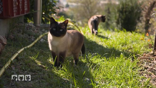 Mit der Katze an der Leine wandern - als wäre es das Normalste der Welt