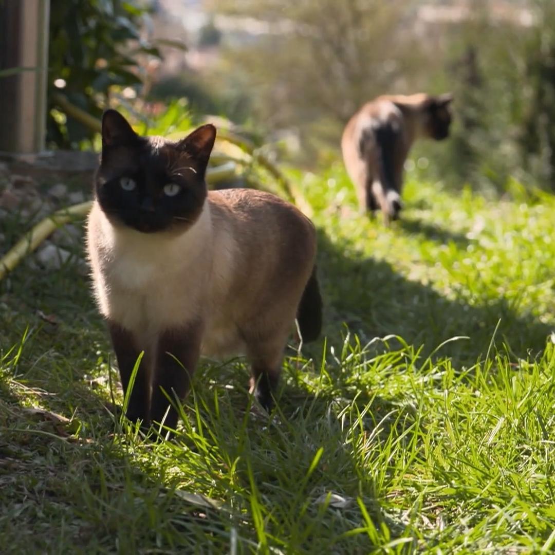 Milo und Mizu wandern mit Frauchen