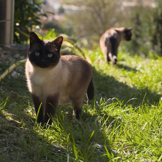 Mit der Katze an der Leine wandern - als wäre es das Normalste der Welt