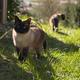 Wandern mit Katzen! Richtig gehört!