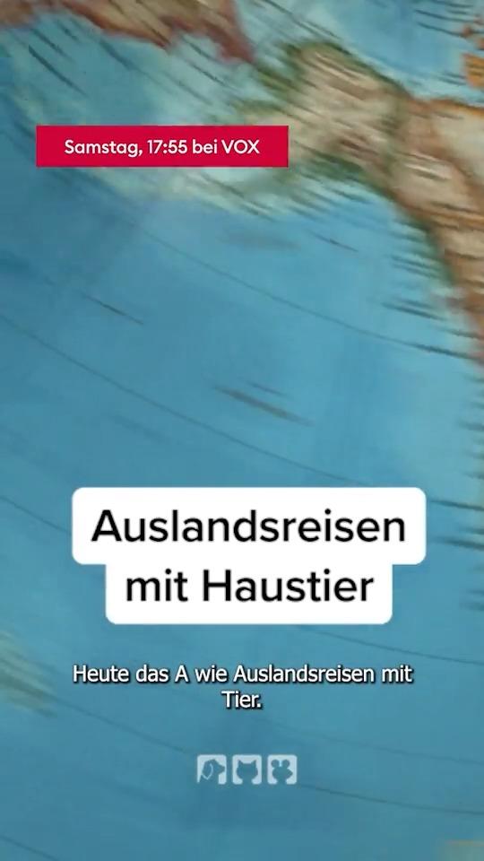 Auslandsreisen mit Haustier - das ist zu beachten