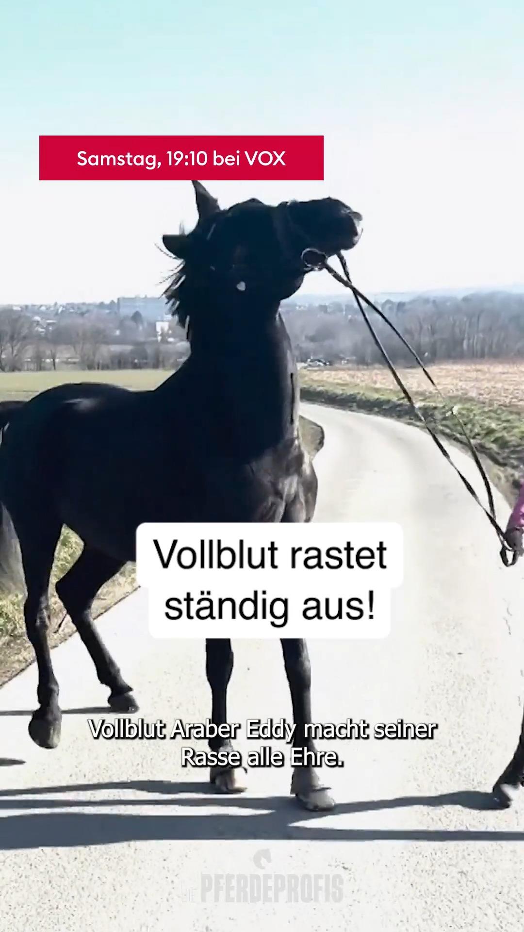 Eddi rastet immer aus