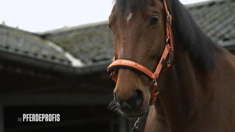 Sportpferd Hörnchen hat Angst vor Schafen