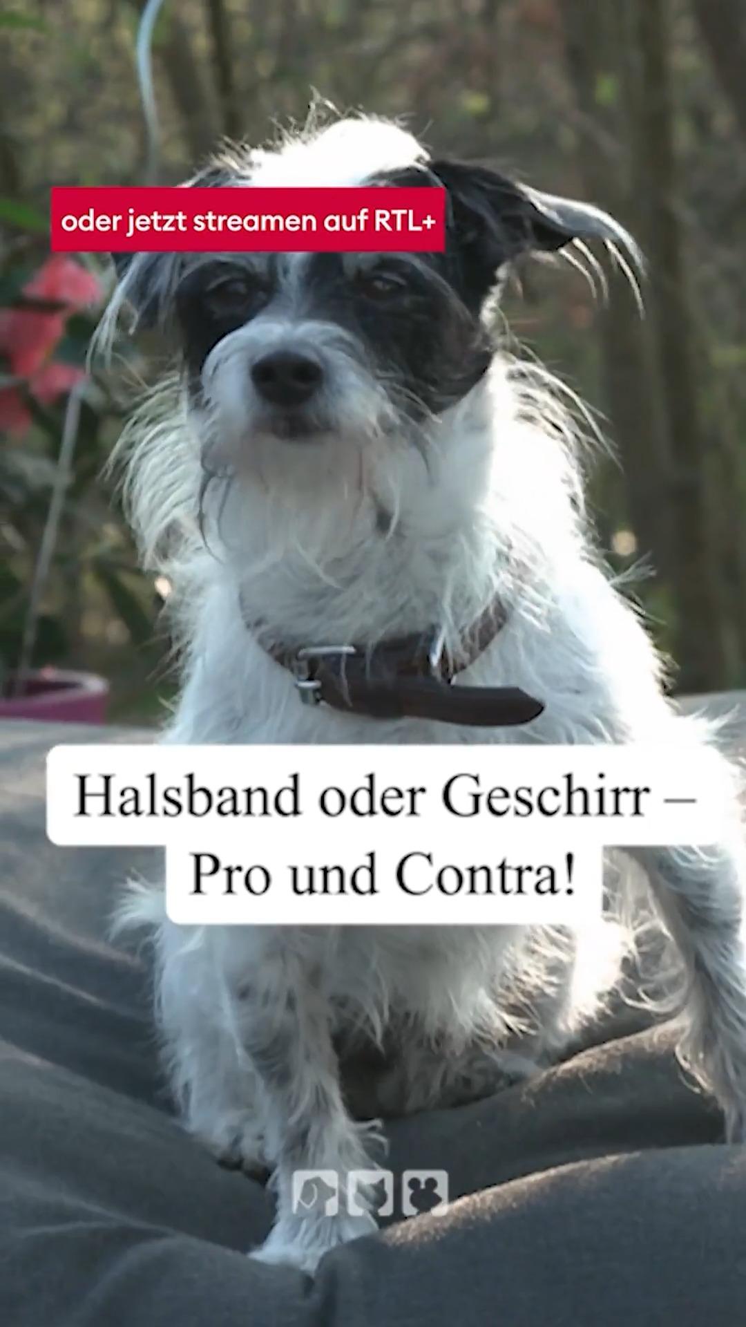 Halsband oder Geschirr?