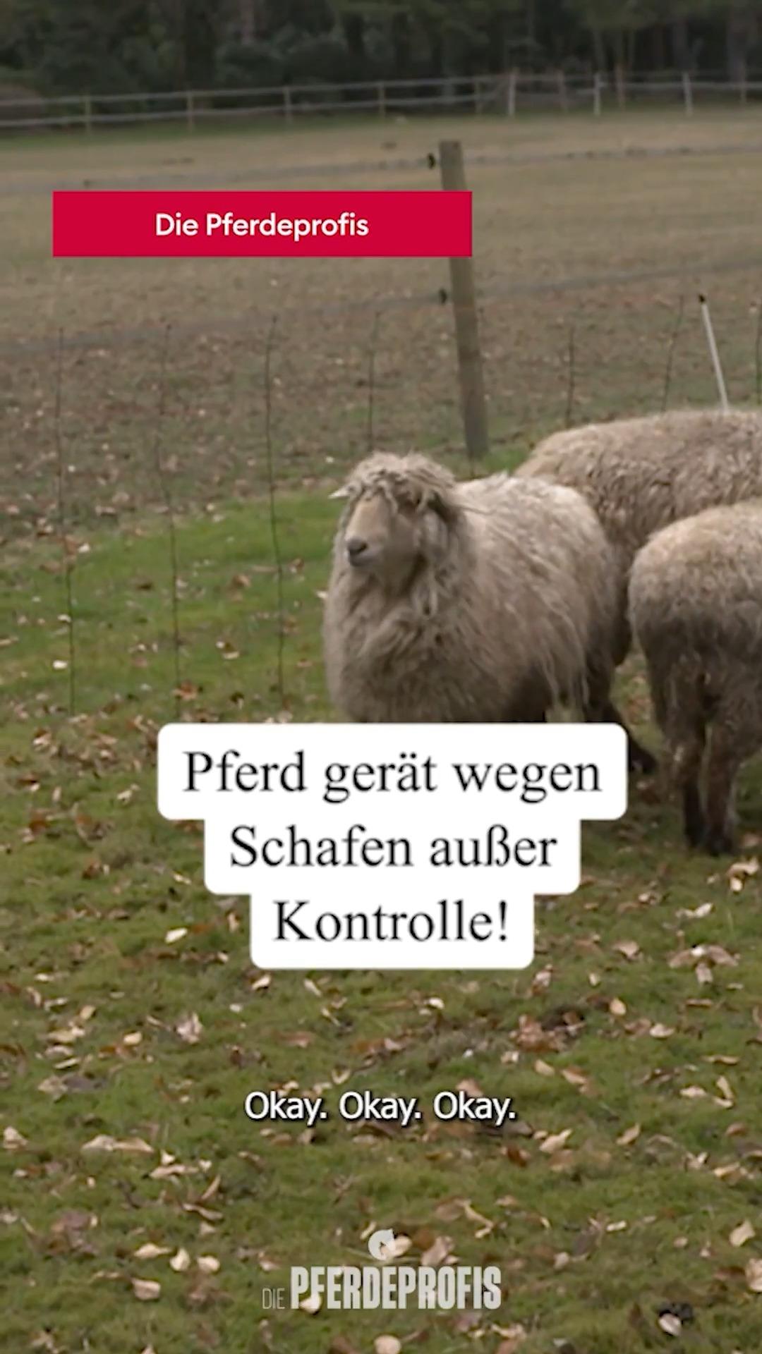 Schafe machen "Hörnchen" ganz verrückt