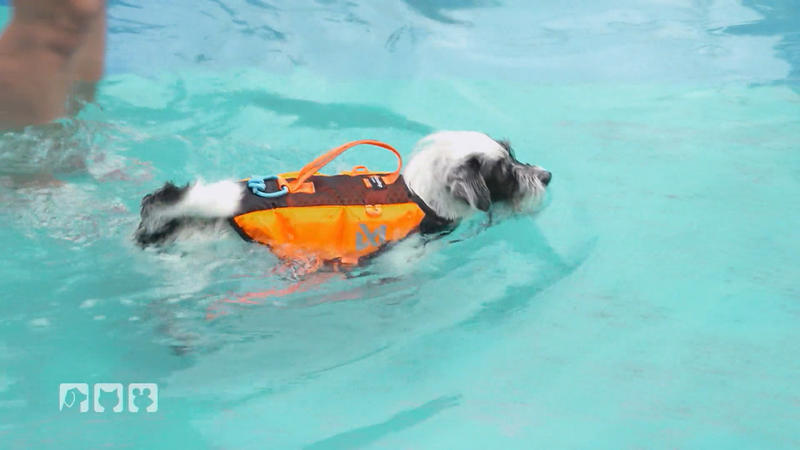 Was ist beim Planschen mit Hunden unerlässlich?