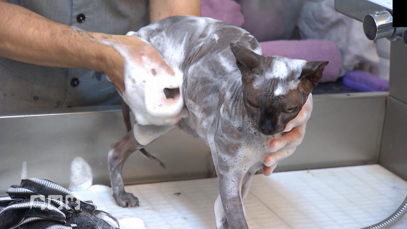 Auch Nacktkatzen brauchen Pflege