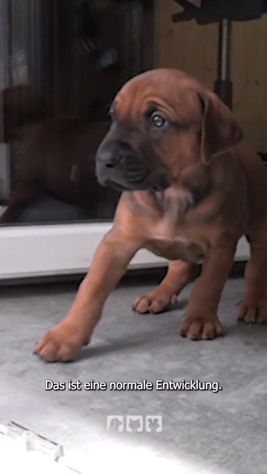 Kleine Hündchen auf Entdeckungtour