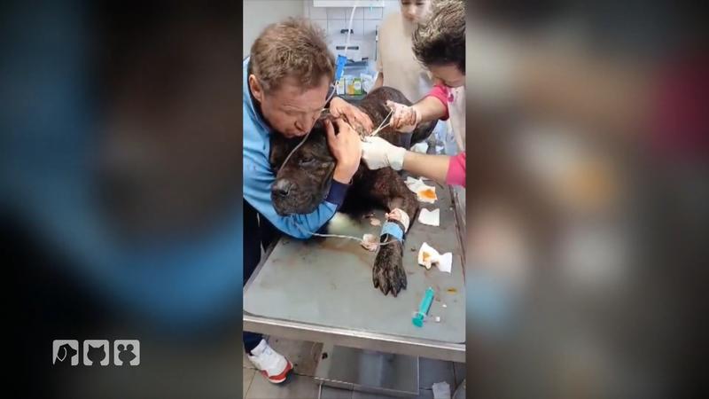 Mathias Ademoski in großer Sorge um seinen niedergestochenen Hund