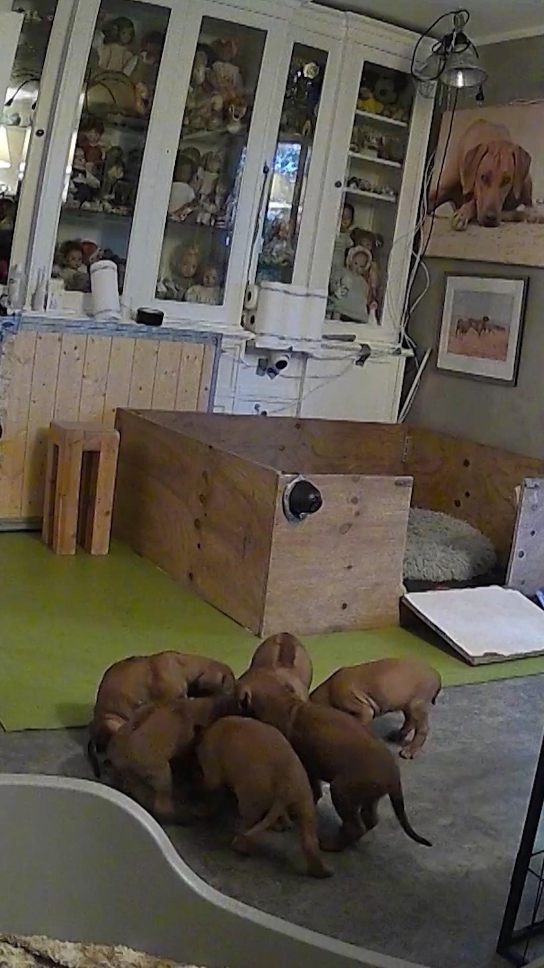 Wie niiieeedlich - Diese Welpen muss man liebhaben!