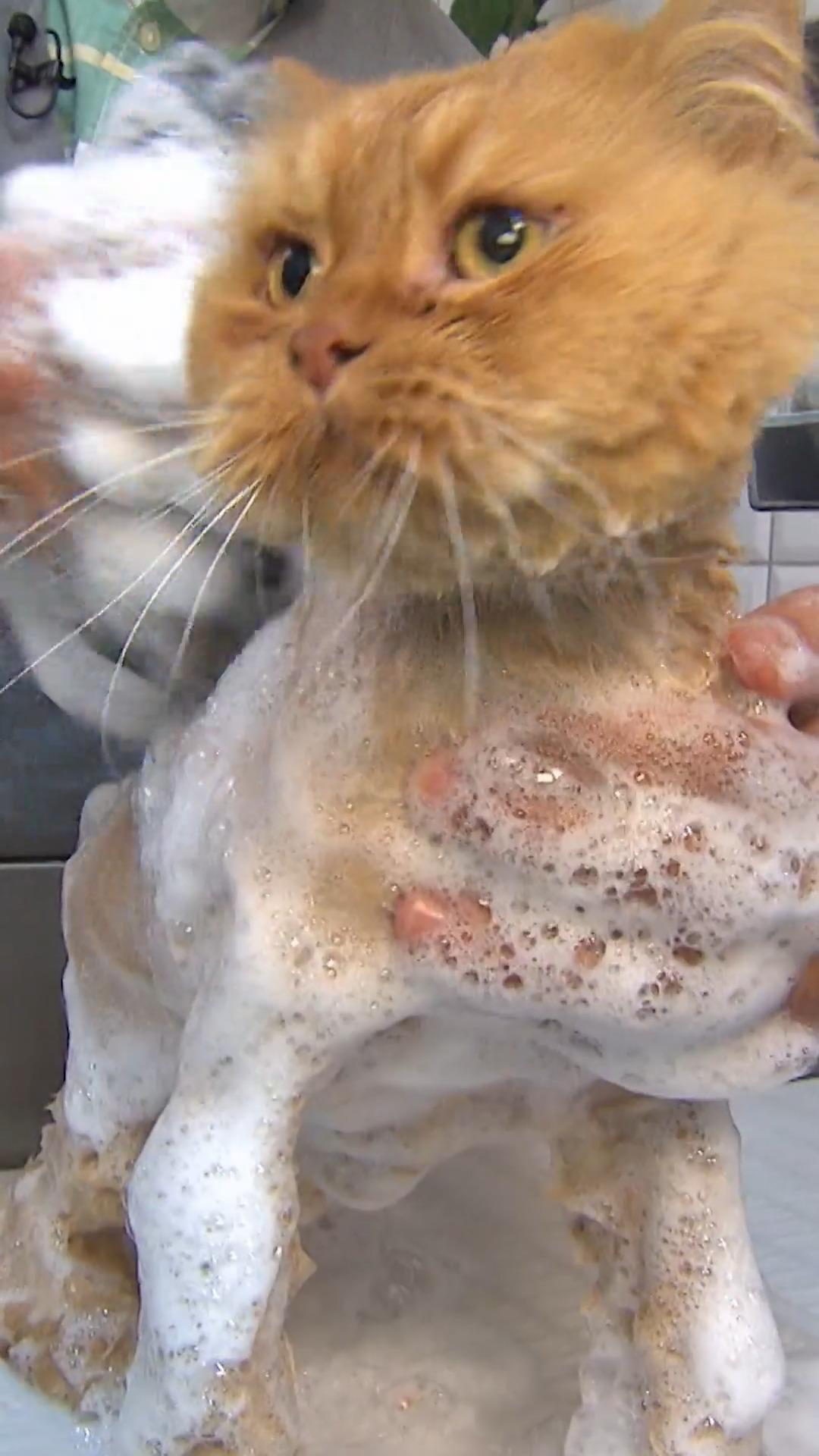 Eigentlich sind Katzen ja wasserscheu - eigentlich!