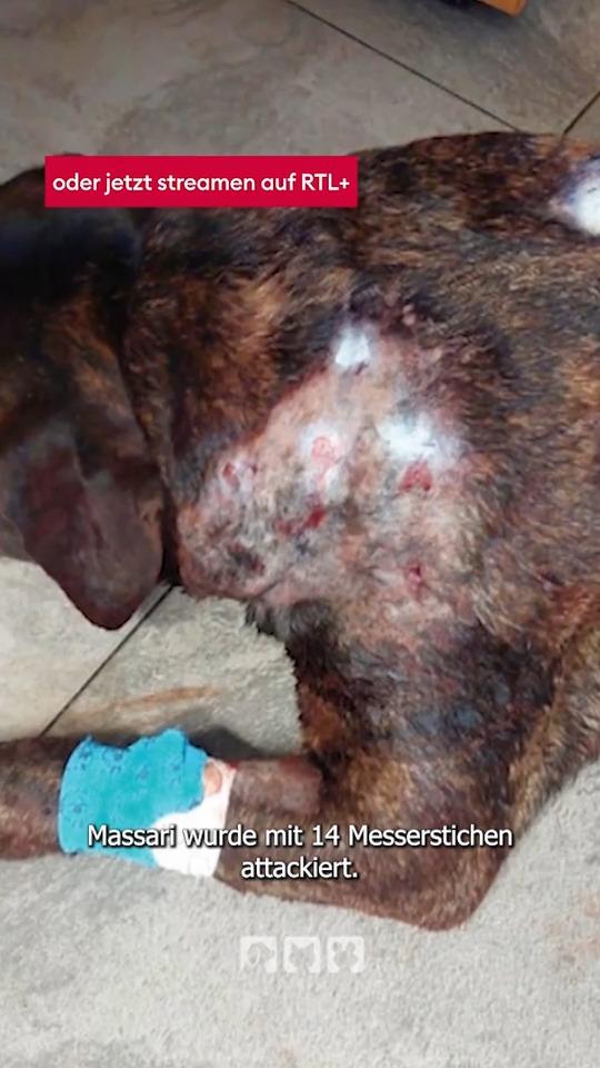 Hund mit Messerstichen attakiert