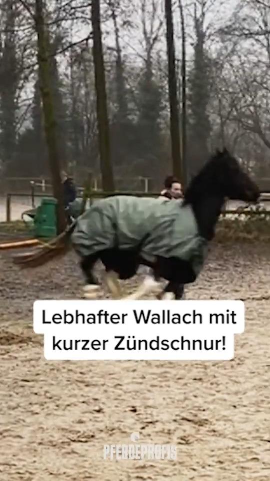 Traumpferd Timmy völlig außer Kontrolle