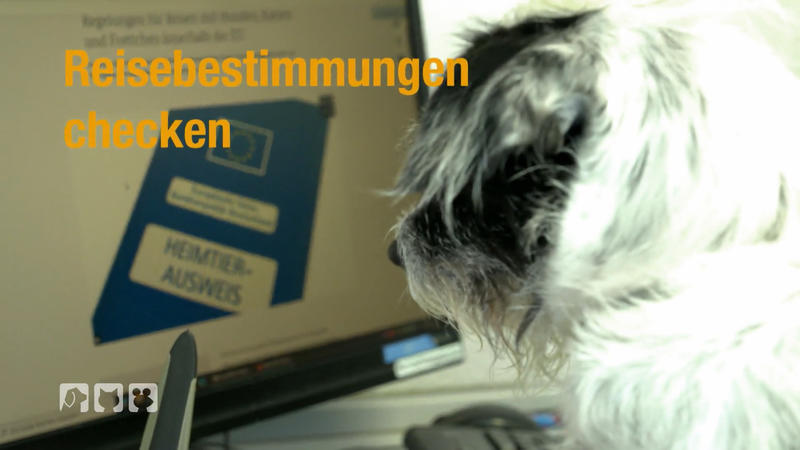 Chips, Heimtierausweise, Bestimmungen: was muss man wissen?