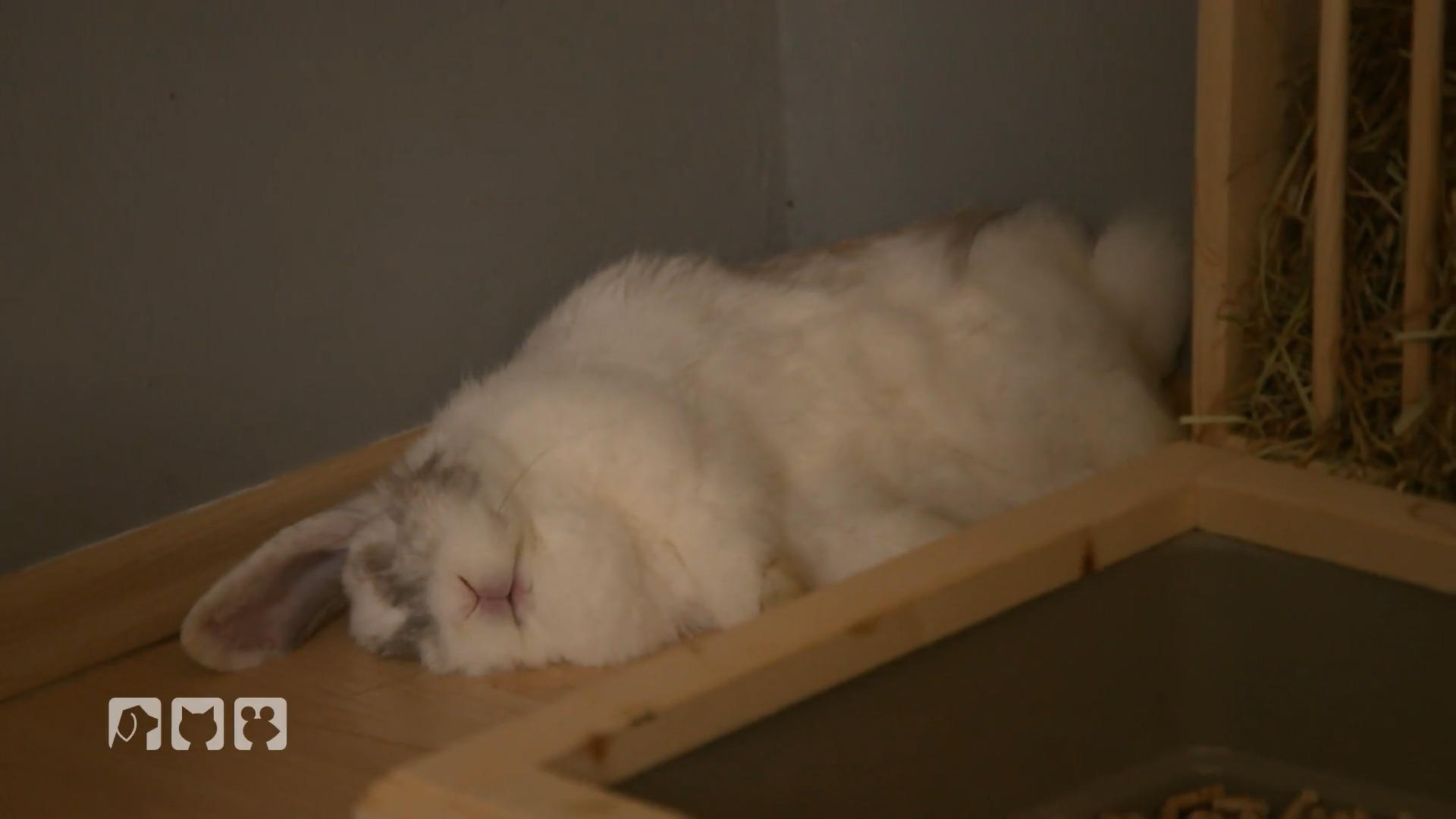 Diese Hoppelhasen sind putzmunter in der freien Wohnungshaltung