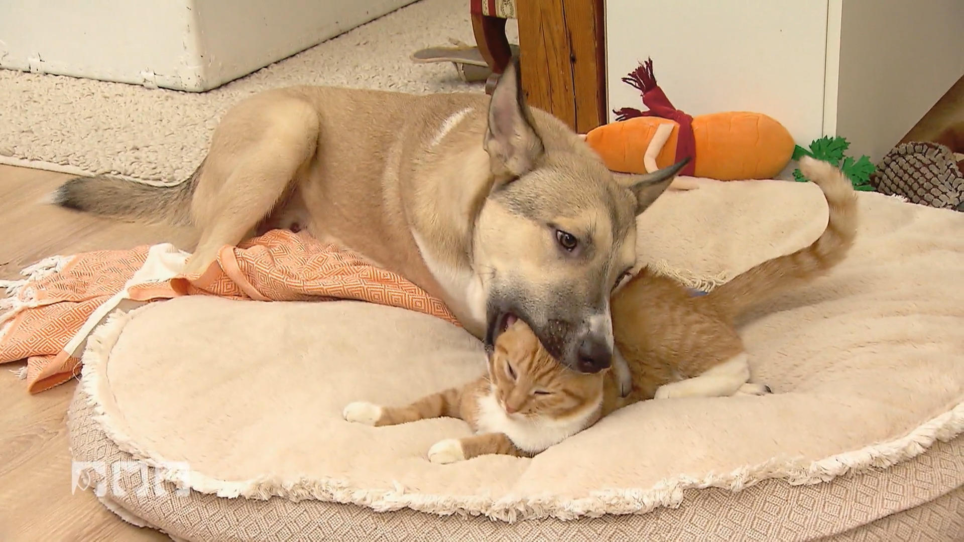 Katze und Hund unter einem Dach - Eine gute Idee?