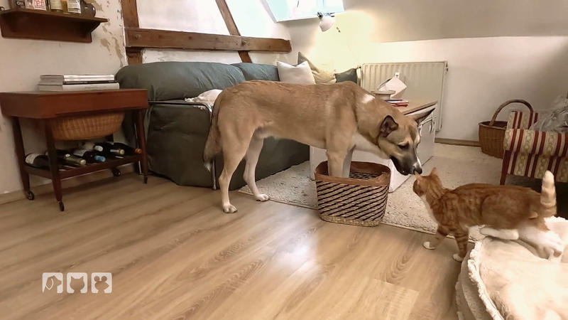 Spielneid zwischen Hund und Katze