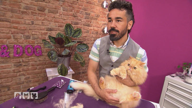 Hundefriseur Francisco frisiert eine Katze