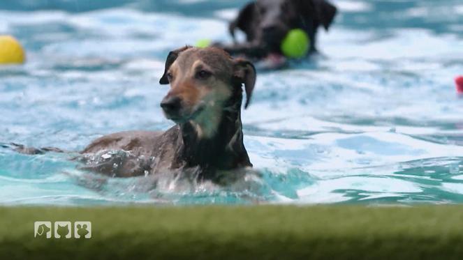 Vorsicht - Nicht alle Hunderassen können schwimmen!