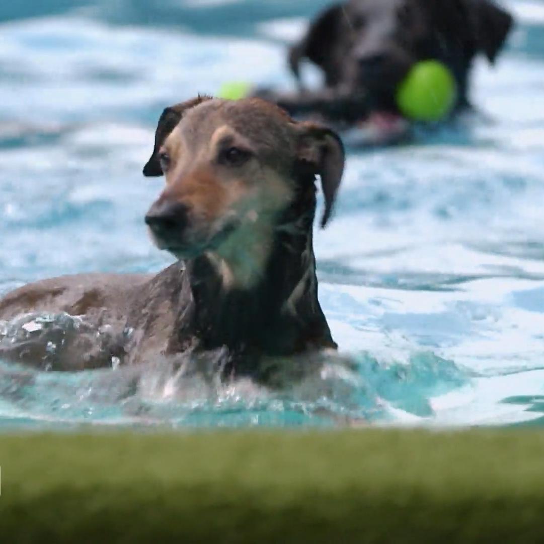 In diesem Freibad sind Hunde unter sich