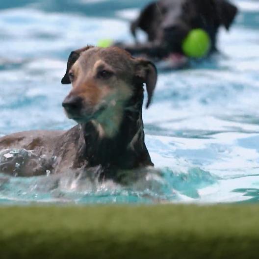 Vorsicht - Nicht alle Hunderassen können schwimmen!