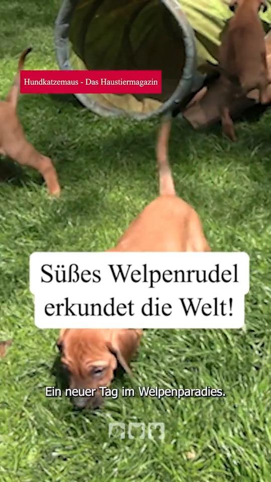 Das Welpenrudel erkundet die Welt