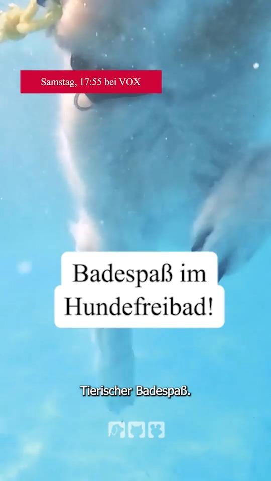 Badespaß im Hundefreibad
