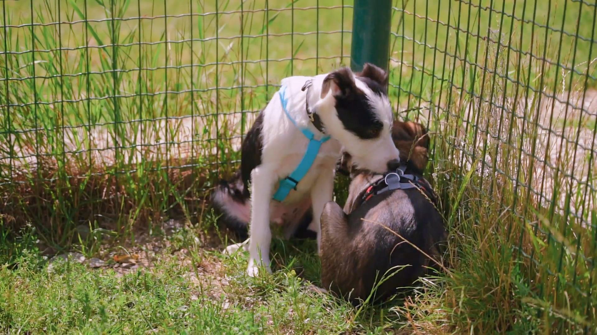 Familie Franzen bekommt Verstärkung