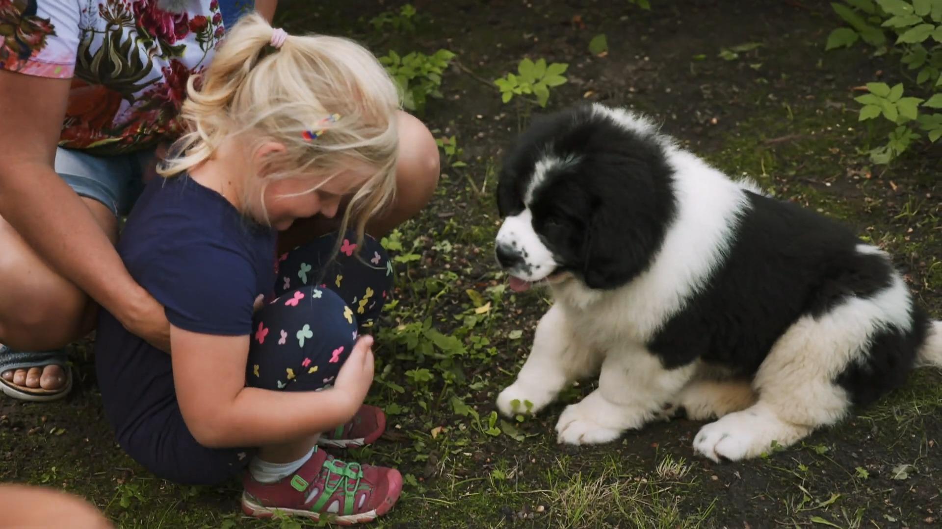 Neufundländer Dana bringt neues Glück