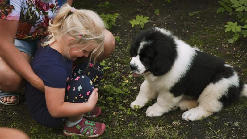 Neufundländer Dana bringt neues Glück