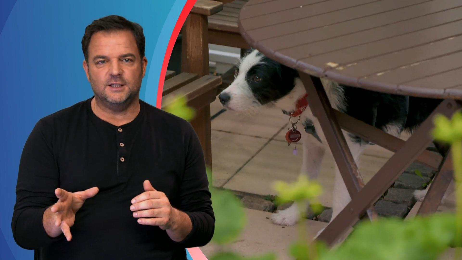 Idefix hat Angst vor anderen Menschen