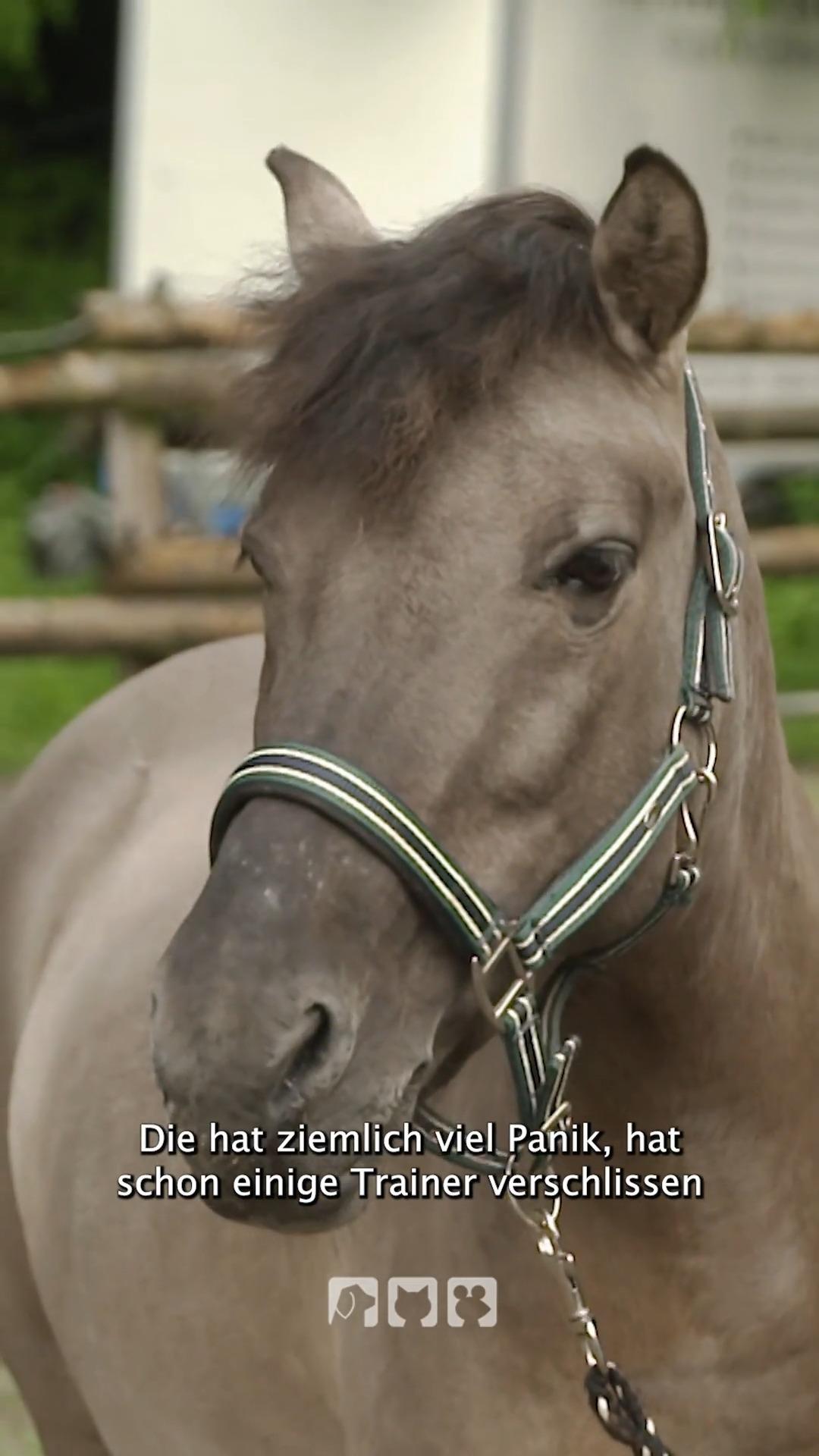 Konik-Stute Peaches hat Wildpferdblut