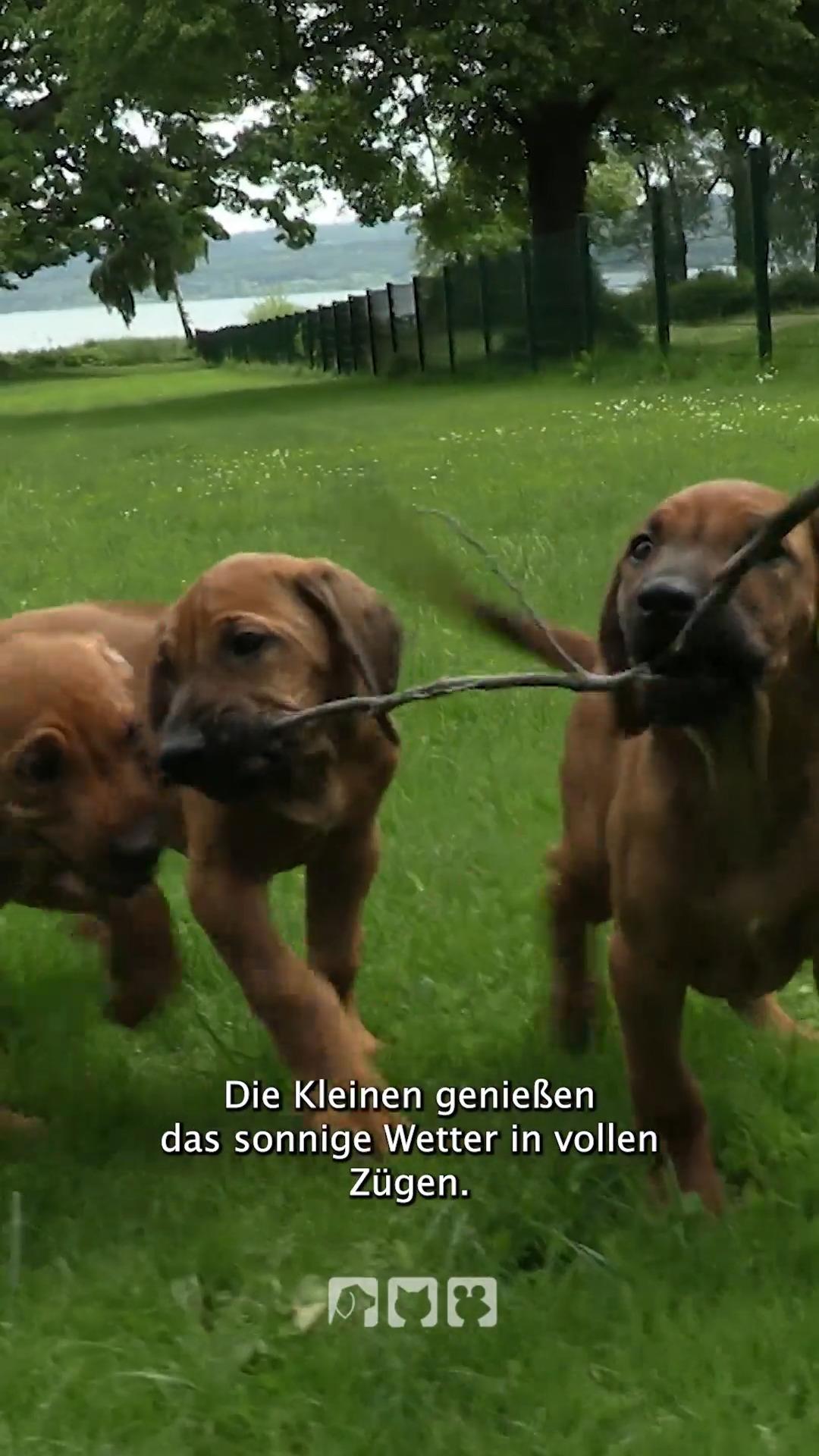 So süüüß - Ridgeback-Welpenrudel erkundet die Welt