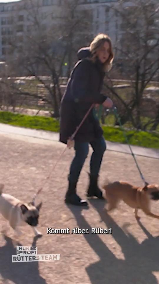 Diese Fröpse kläffen und pöbeln, wo sie können