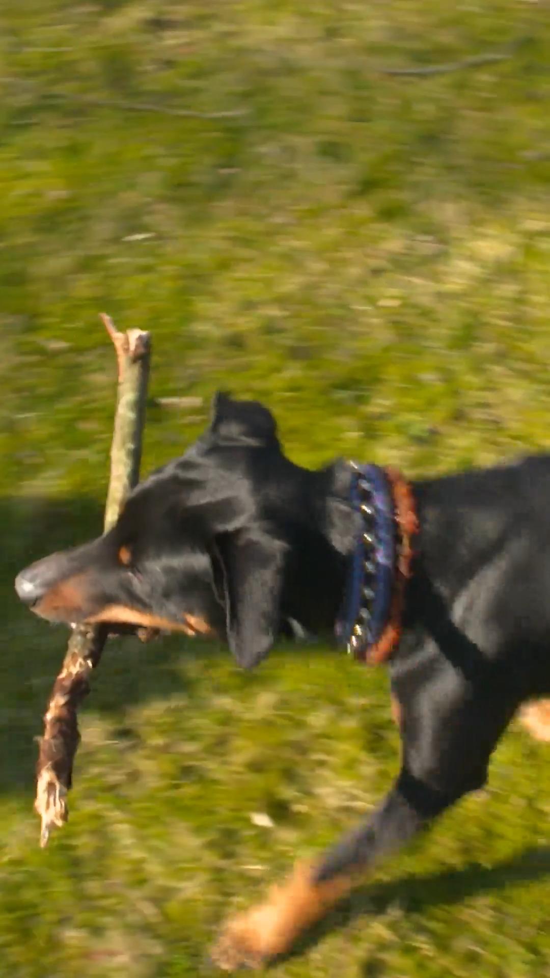 Martin Rütter mahnt: Bitte lasst das Stockspielen sein!