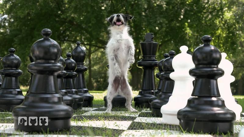 So wird Spielen zum echten Abenteuer für deinen Hund