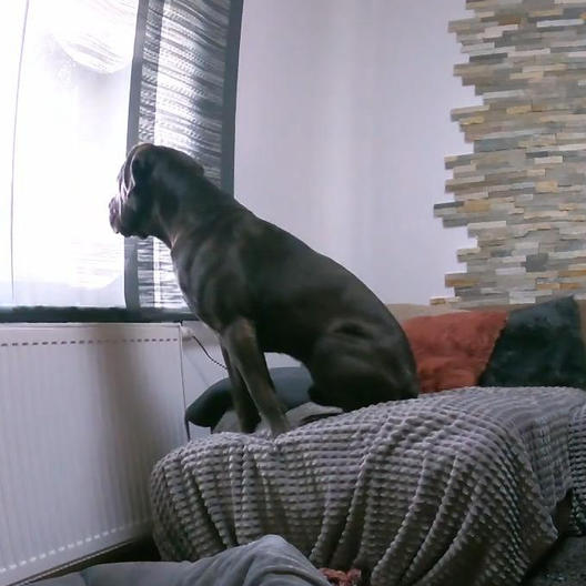 Silke und Frank sind verzweifelt - Verlustängste lassen Rüden Hector nonstop jaulen