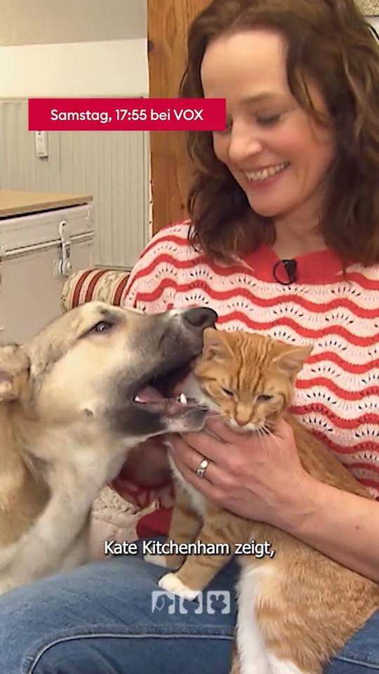Katze und Hund! Ist ein Zusammenleben möglich?