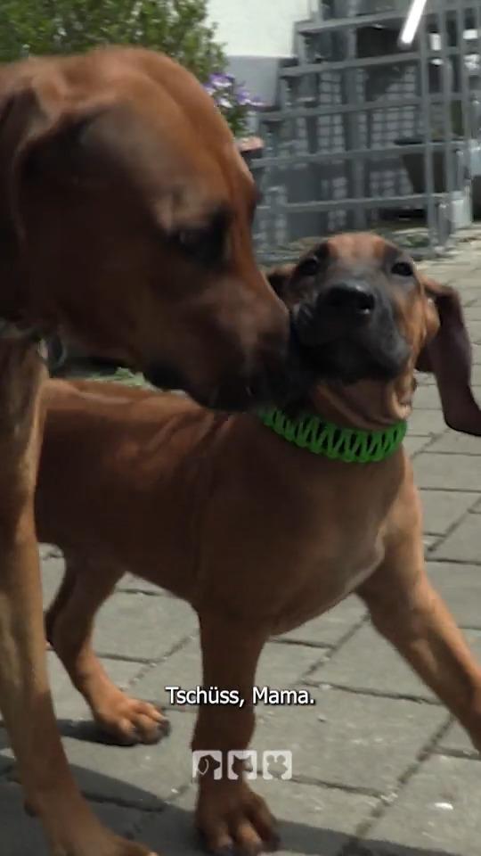 Tschüss Mama - Für die Ridgeback-Welpen heißt es Abschied nehmen