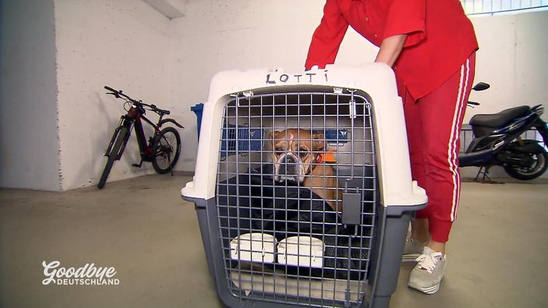 Toni packt für die Türkei und hilft Hündin Lotti beim Boxentraining