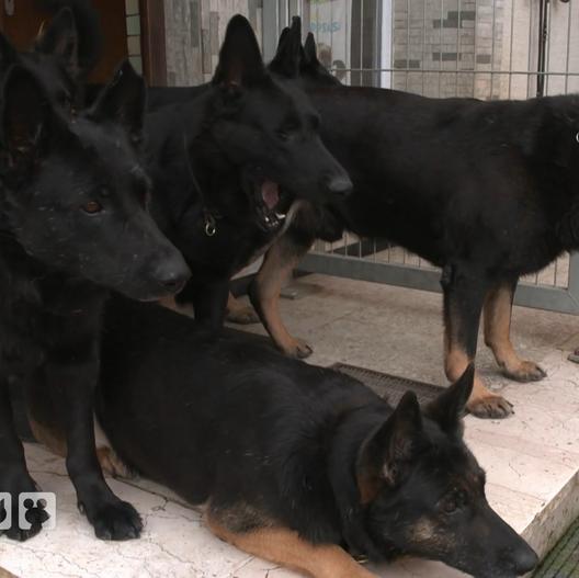 Leben und Arbeiten in einer tierischen XXL-WG mit 40 Hunden