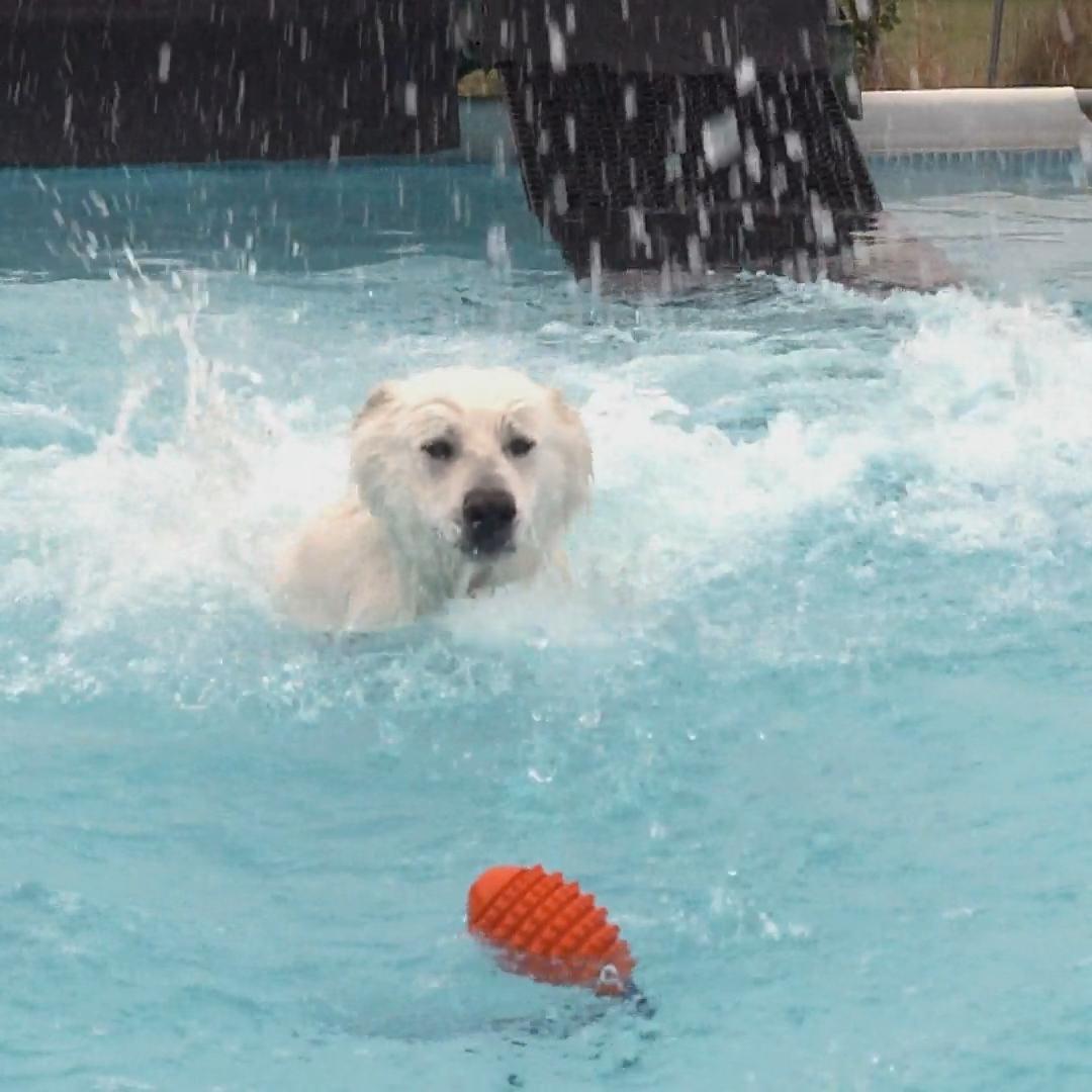 Trendsportart Dog Diving begeistert