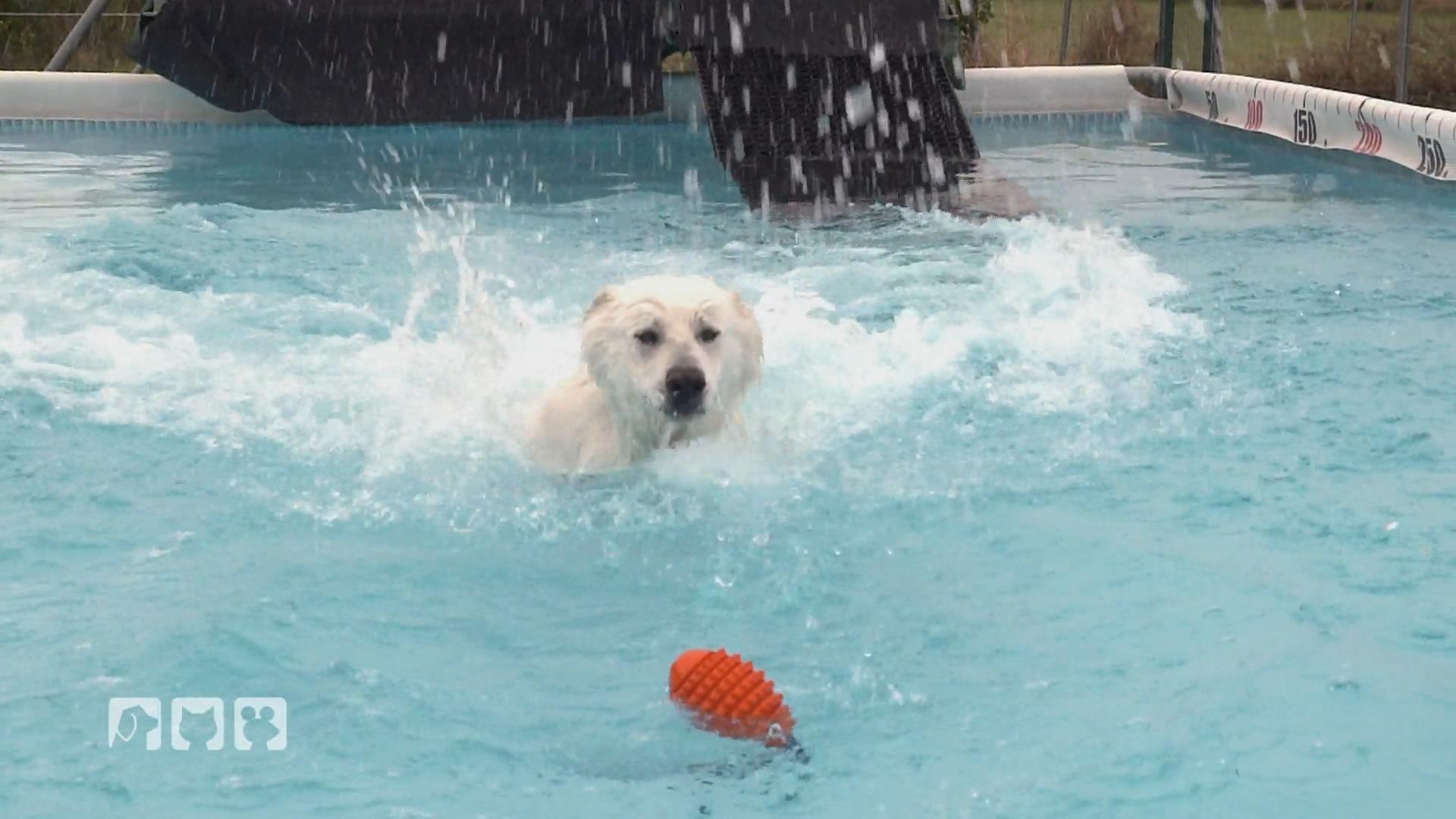 Trendsportart Dog Diving begeistert
