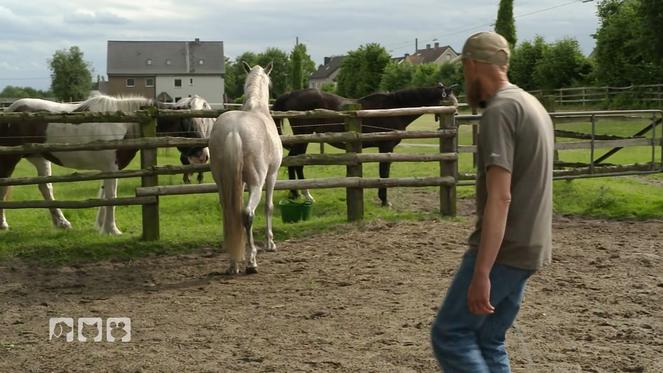 Wallach Snoopy hat das Vertrauen in Menschen verloren 