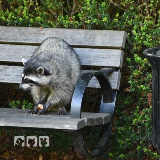 Waschbären in der Stadt