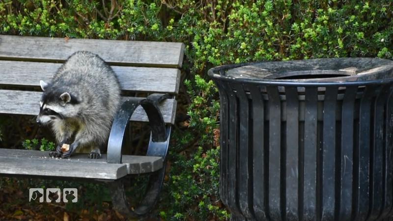 Drei Waschbärwelpen brauchen Hilfe in Berliner Auffangstation